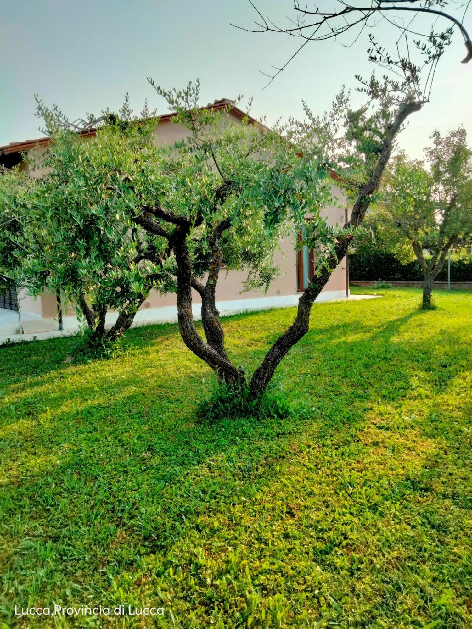 Il Melograno Lägenhet Lucca Exteriör bild